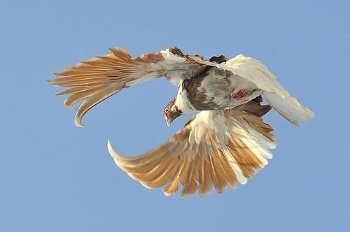 У стандартах по льотним якостям оцінюють тільки два різновиди породи - Миколаївські торцеві голуби і Миколаївські серпастим голуби