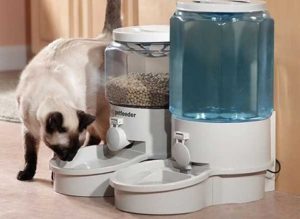 Процес прийняття їжі для кішки - це своєрідний ритуал