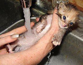 Новостав ветеринара і зробивши необхідні щеплення, поцікавтеся, як часто можна купати кошеня