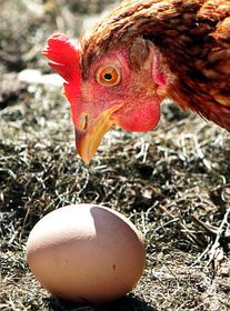 Фото: ЧТК   За статистикою, кожен чех щорічно споживає близько 249 яєць, що, до речі кажучи, перевищує середньоєвропейські показники, які дорівнюють 230 яєць на людину за рік